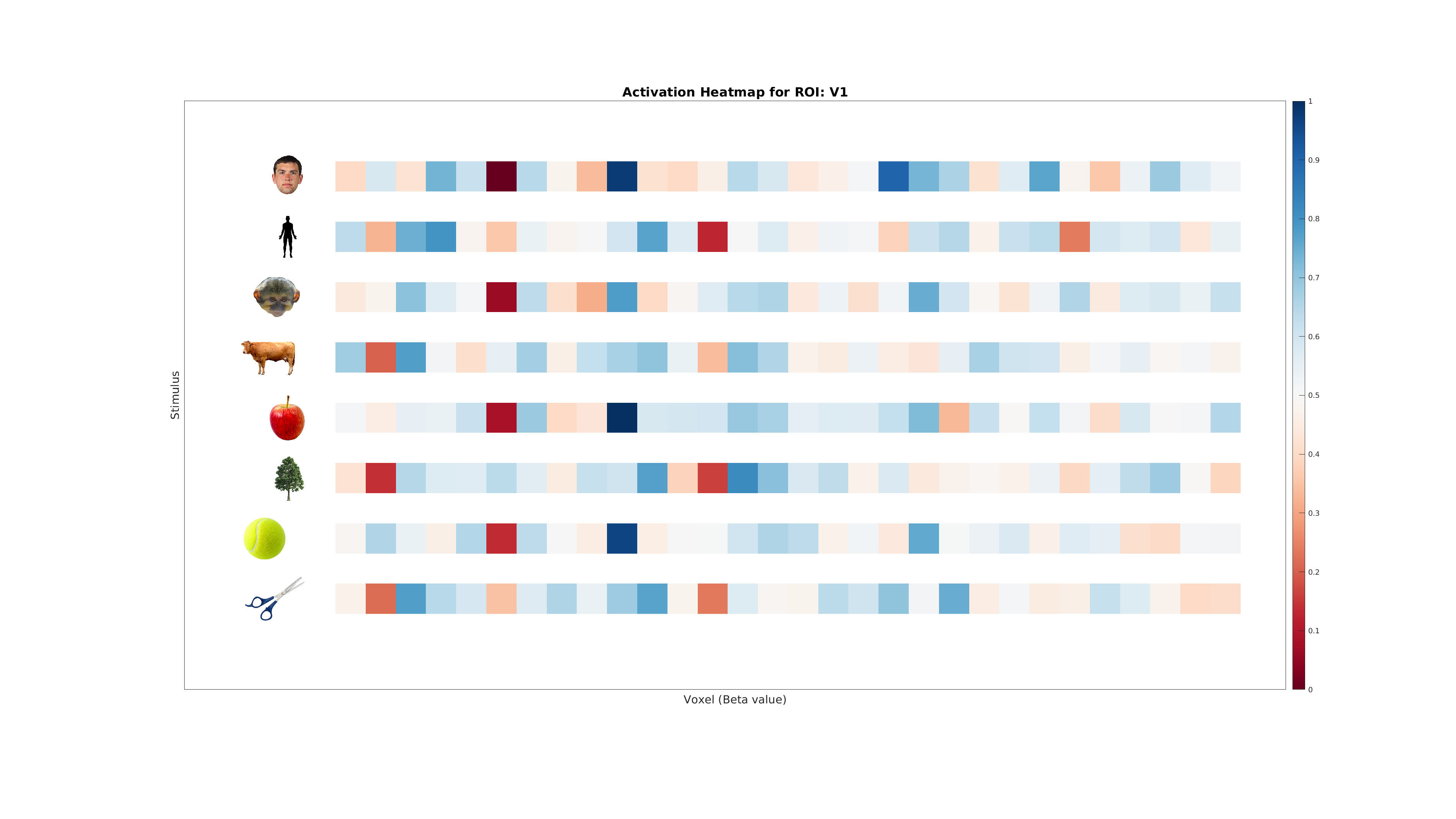 V1 activations