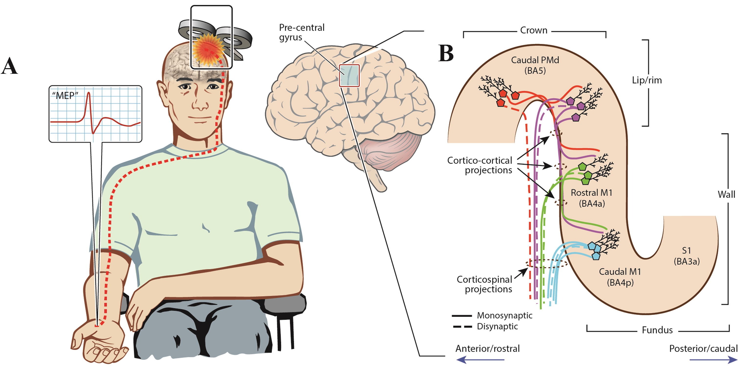 Left: a seated participant with a figure-of-eight coil over the motor cortex, a dashed line from the coil to the hand and an inset with the MEP. Right: the precentral gyrus and the corticospinal pathways that contribute to the MEP